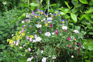 Hanging basket with colourful flowers
