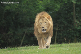 Longleat (image courtesy of Visit Wiltshire)